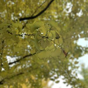 美女黑丝裸腿搞鸡巴
